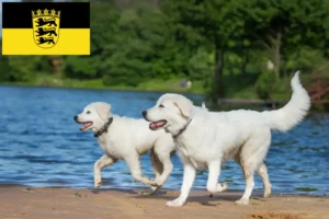 Read more about the article Maremma Abruzzi Sheepdog opdrættere og hvalpe i Baden-Württemberg