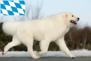 Read more about the article Maremma Abruzzo Sheepdog opdrættere og hvalpe i Bayern