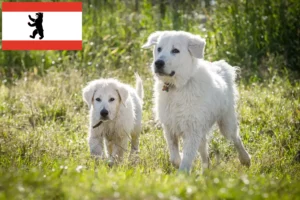 Read more about the article Maremma Abruzzi Sheepdog opdrættere og hvalpe i Berlin