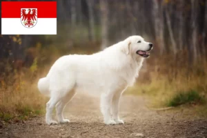 Read more about the article Maremma Abruzzi Sheepdog opdrættere og hvalpe i Brandenburg