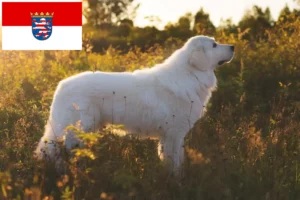 Read more about the article Maremma Abruzzi Sheepdog opdrættere og hvalpe i Hessen