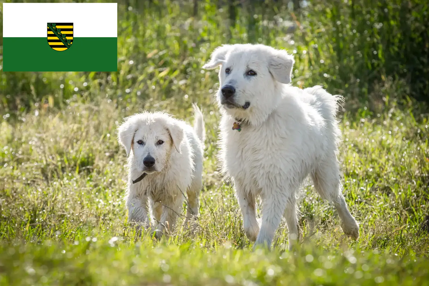Read more about the article Maremma Abruzzi Sheepdog opdrættere og hvalpe i Sachsen