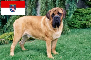 Read more about the article Mastiff-opdrættere og hvalpe i Hessen