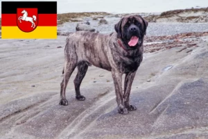 Read more about the article Mastiffopdrættere og hvalpe i Niedersachsen