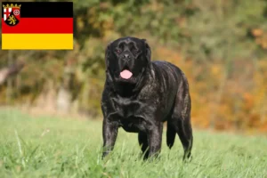 Read more about the article Mastiffopdrættere og hvalpe i Rheinland-Pfalz