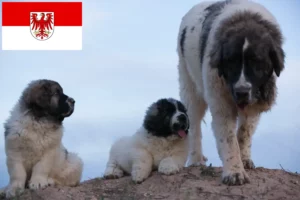 Read more about the article Mastín del Pirineo opdrættere og hvalpe i Brandenburg