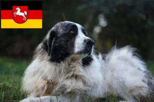 Read more about the article Mastín del Pirineo opdrættere og hvalpe i Niedersachsen