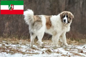 Read more about the article Mastín del Pirineo opdrættere og hvalpe i Nordrhein-Westfalen