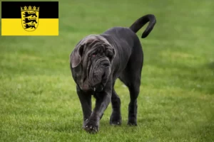 Read more about the article Mastino Napoletano opdrættere og hvalpe i Baden-Württemberg