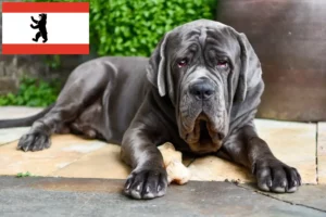 Read more about the article Mastino Napoletano opdrættere og hvalpe i Berlin