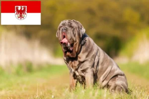 Read more about the article Mastino Napoletano opdrættere og hvalpe i Brandenburg