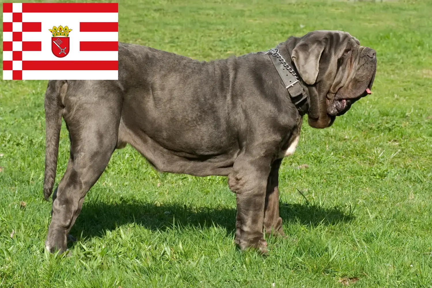 Read more about the article Mastino Napoletano opdrættere og hvalpe i Bremen