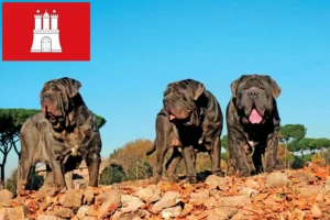 Read more about the article Mastino Napoletano opdrættere og hvalpe i Hamborg