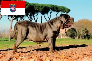 Read more about the article Mastino Napoletano opdrættere og hvalpe i Hessen