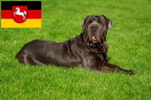 Read more about the article Mastino Napoletano opdrættere og hvalpe i Niedersachsen