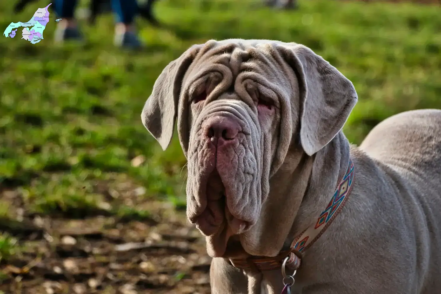 Mastino Napoletano hvalpe og opdrættere Nordjylland Her kan du finde Mastino Napoletanos-opdrættere i Nordjylland.