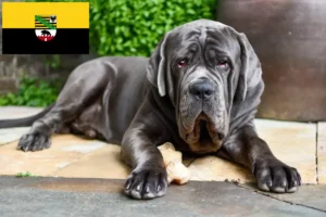 Read more about the article Mastino Napoletano opdrættere og hvalpe i Sachsen-Anhalt