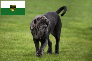 Read more about the article Mastino Napoletano opdrættere og hvalpe i Sachsen