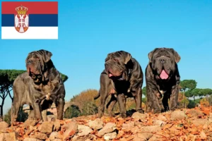 Read more about the article Mastino Napoletano opdrættere og hvalpe i Serbien