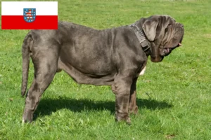 Read more about the article Mastino Napoletano opdrættere og hvalpe i Thüringen