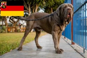 Read more about the article Mastino Napoletano opdrættere og hvalpe i Rheinland-Pfalz