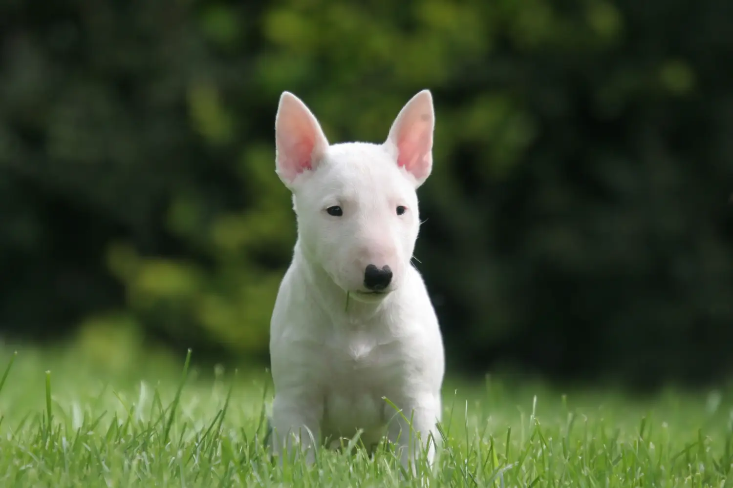 At købe en Miniature Bull Terrier-hvalp betyder at tage ansvar! Køb Miniature Bull Terrier-hvalpe.