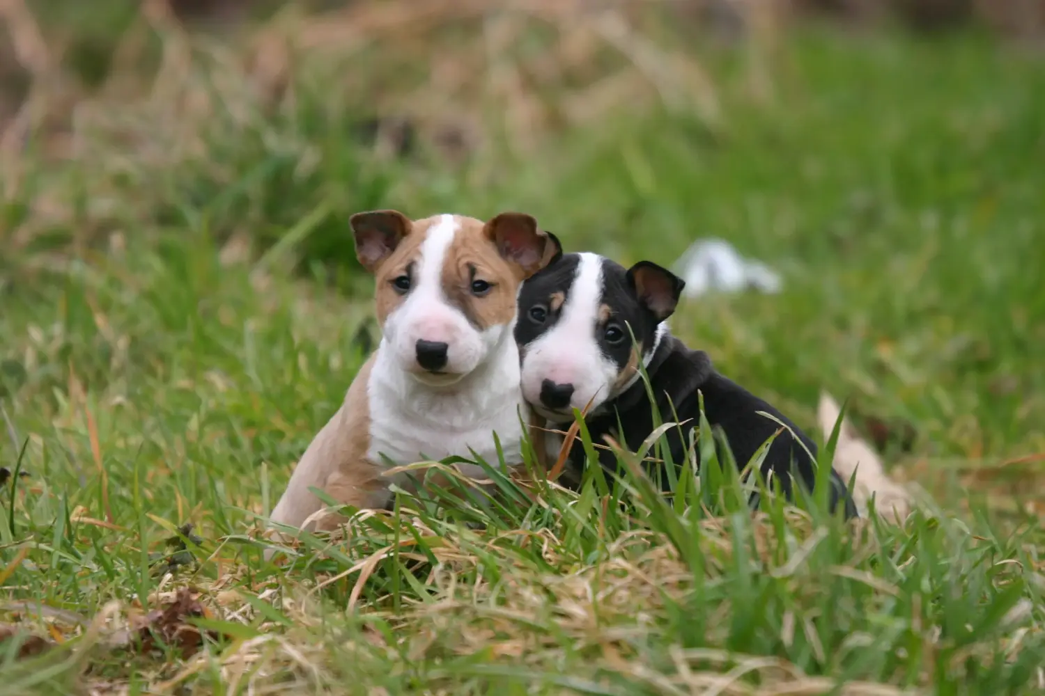 At købe en Miniature Bull Terrier-hvalp betyder at tage ansvar! Køb Miniature Bull Terrier-hvalpe.