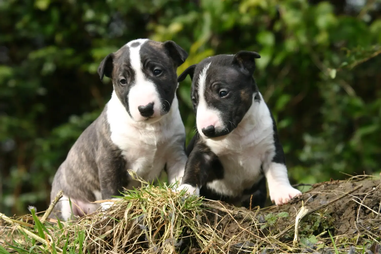 At købe en Miniature Bull Terrier-hvalp betyder at tage ansvar! Køb Miniature Bull Terrier-hvalpe.