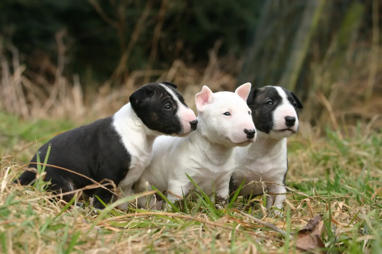 At købe en Miniature Bull Terrier-hvalp betyder at tage ansvar! Køb Miniature Bull Terrier-hvalpe.