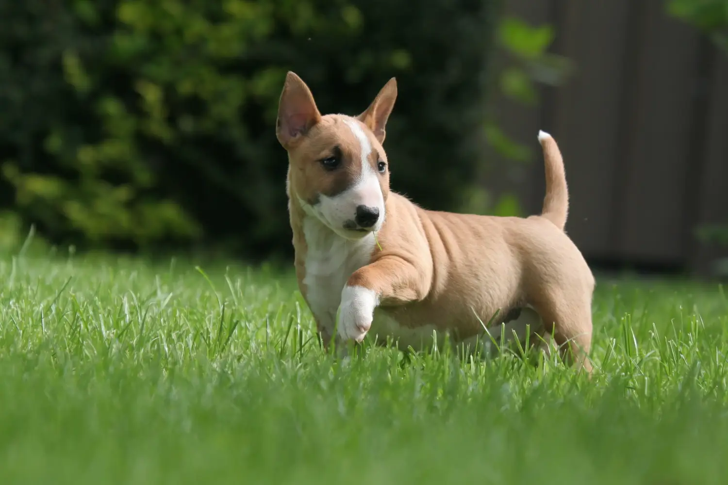 At købe en Miniature Bull Terrier-hvalp betyder at tage ansvar! Køb Miniature Bull Terrier-hvalpe.