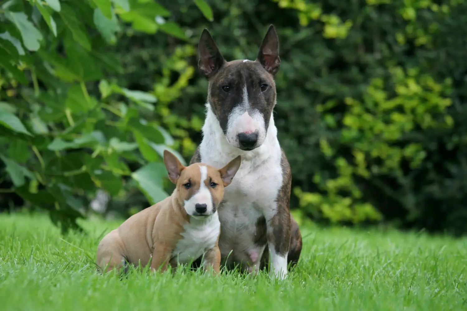 At købe en Miniature Bull Terrier-hvalp betyder at tage ansvar! Køb Miniature Bull Terrier-hvalpe.