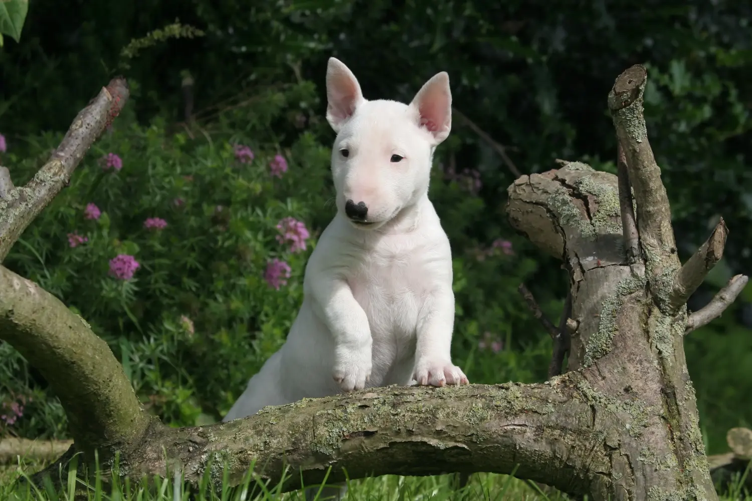 At købe en Miniature Bull Terrier-hvalp betyder at tage ansvar! Køb Miniature Bull Terrier-hvalpe.