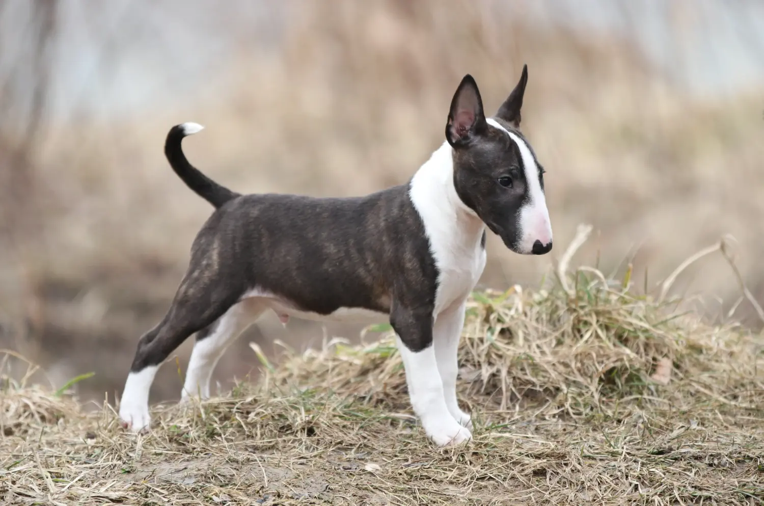 At købe en Miniature Bull Terrier-hvalp betyder at tage ansvar! Køb Miniature Bull Terrier-hvalpe.
