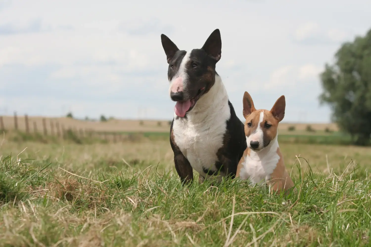 At købe en Miniature Bull Terrier-hvalp betyder at tage ansvar! Køb Miniature Bull Terrier-hvalpe.