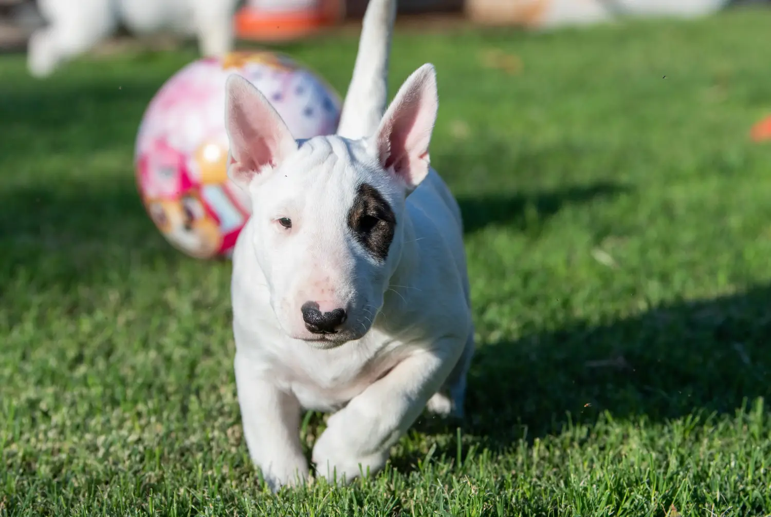 At købe en Miniature Bull Terrier-hvalp betyder at tage ansvar! Køb Miniature Bull Terrier-hvalpe.