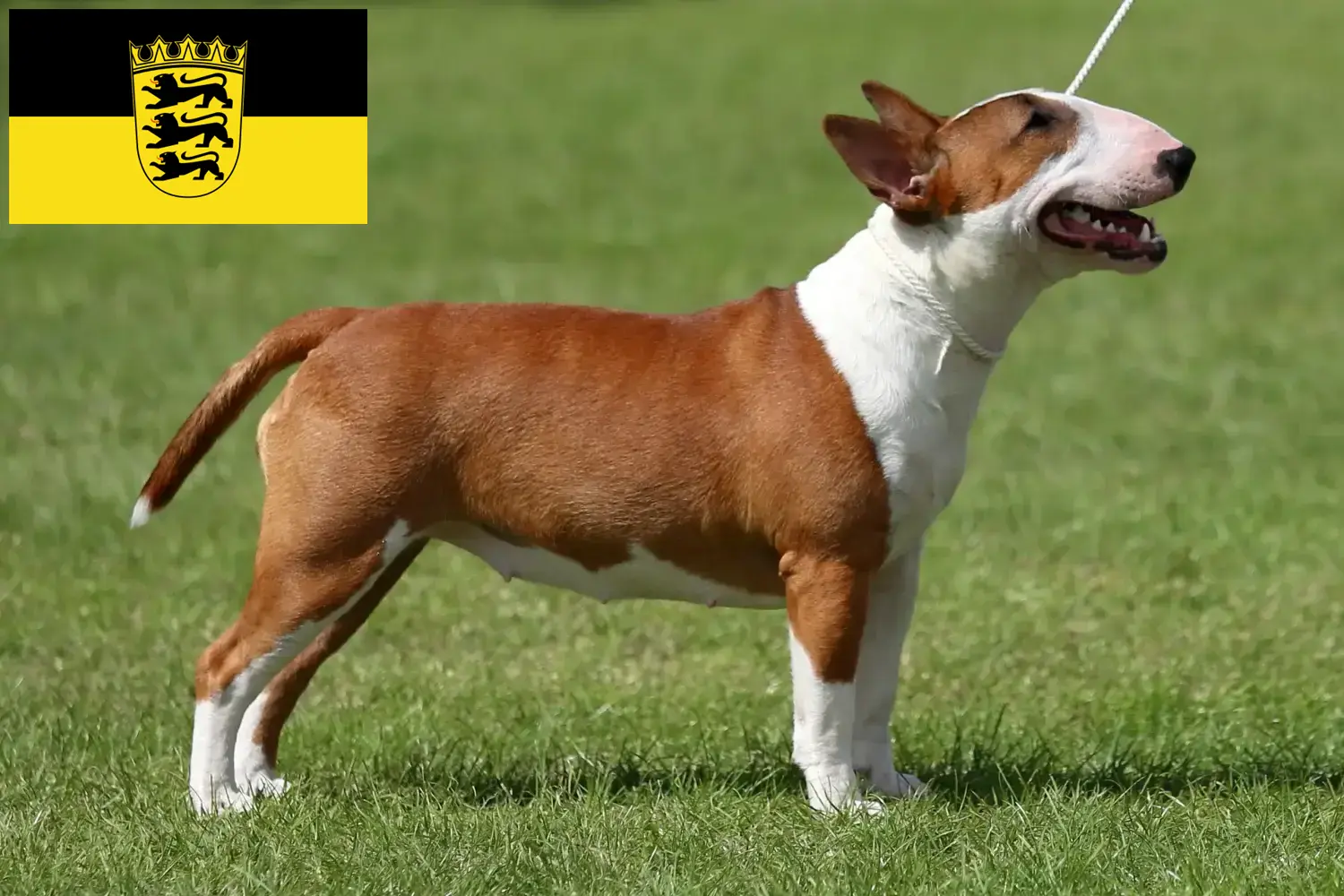 Miniature Bull Terrier hvalpe og opdrættere Baden-Württemberg Her kan du finde Miniature Bull Terrier-opdrættere i Baden-Württemberg.