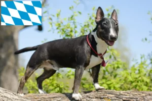Read more about the article Miniature Bull Terrier opdrættere og hvalpe i Bayern