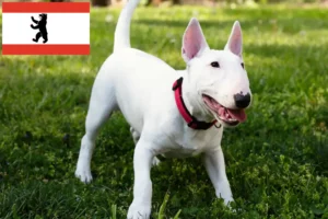 Read more about the article Miniature Bull Terrier opdrættere og hvalpe i Berlin