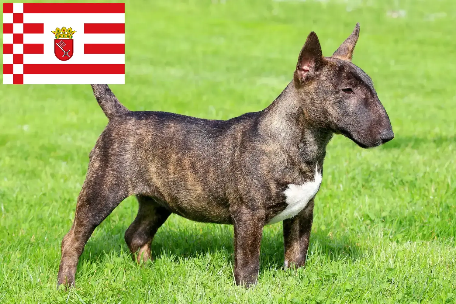 Miniature Bull Terrier hvalpe og opdrættere Bremen Find opdrættere af Miniature Bull Terrier i Bremen.