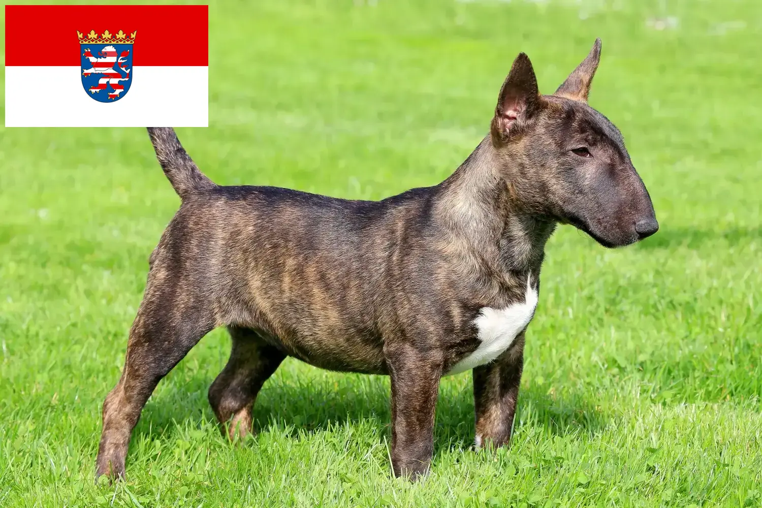 Miniature Bull Terrier hvalpe og opdrættere Hessen Her kan du finde Miniature Bull Terrier-opdrættere i Hessen.