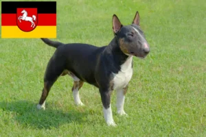 Read more about the article Miniature Bull Terrier opdrættere og hvalpe i Niedersachsen