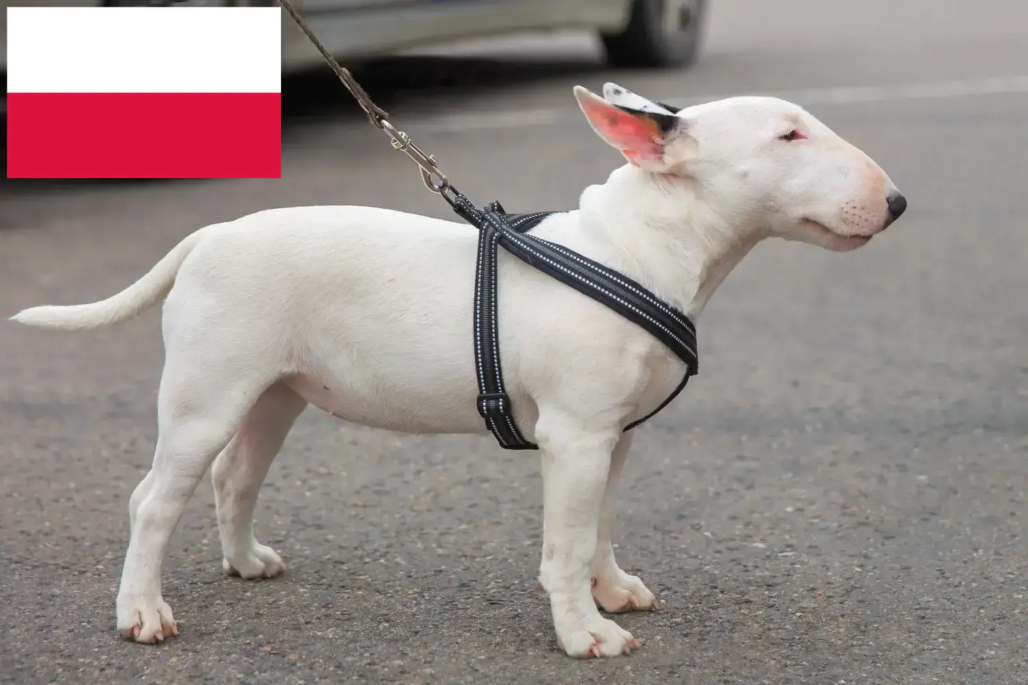 Miniature Bull Terrier hvalpe og opdrættere Polen Find opdrættere af Miniature Bull Terrier i Polen.