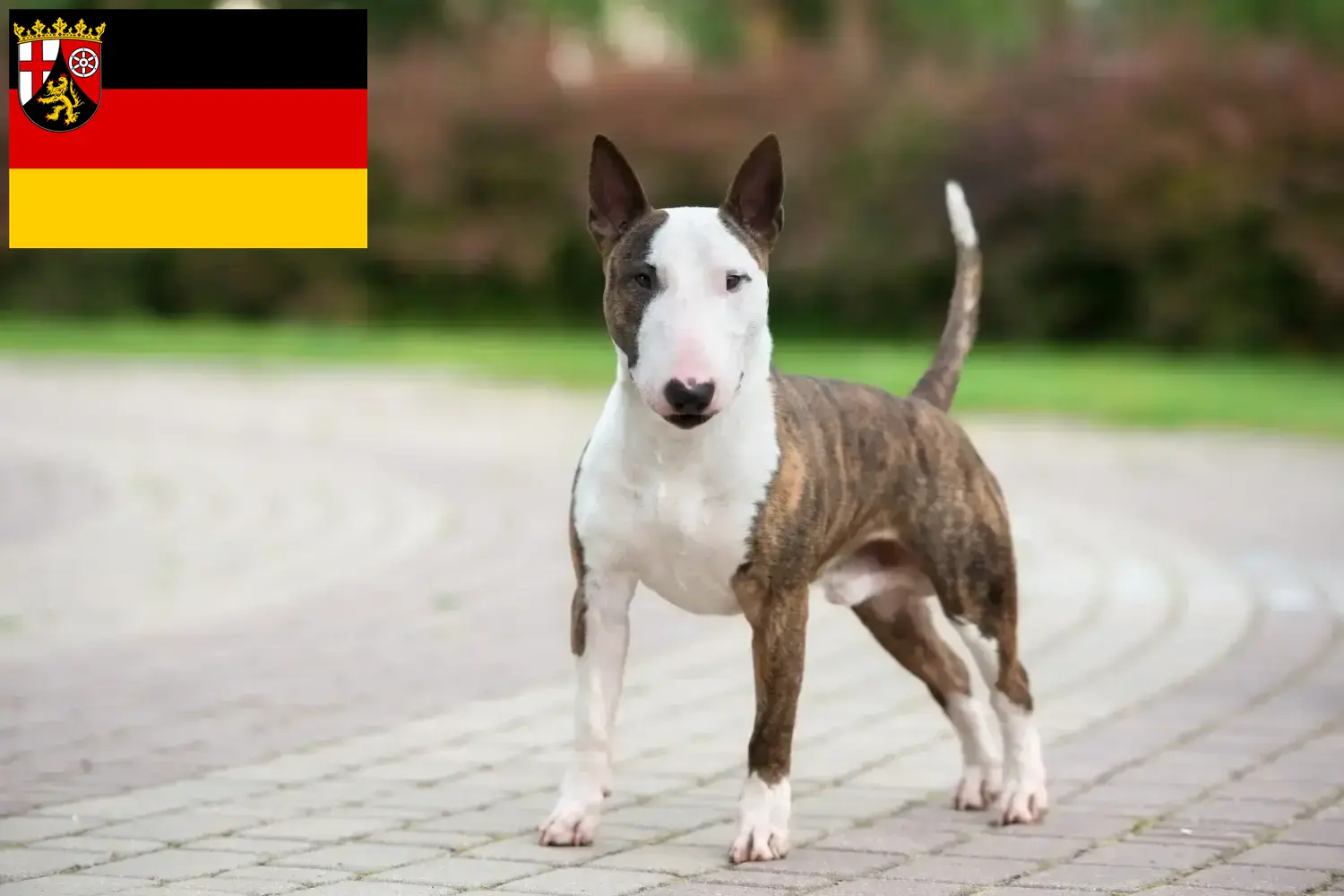 Miniature Bull Terrier hvalpe og opdrættere Rheinland-Pfalz Her kan du finde Miniature Bull Terrier-opdrættere i Rheinland-Pfalz.