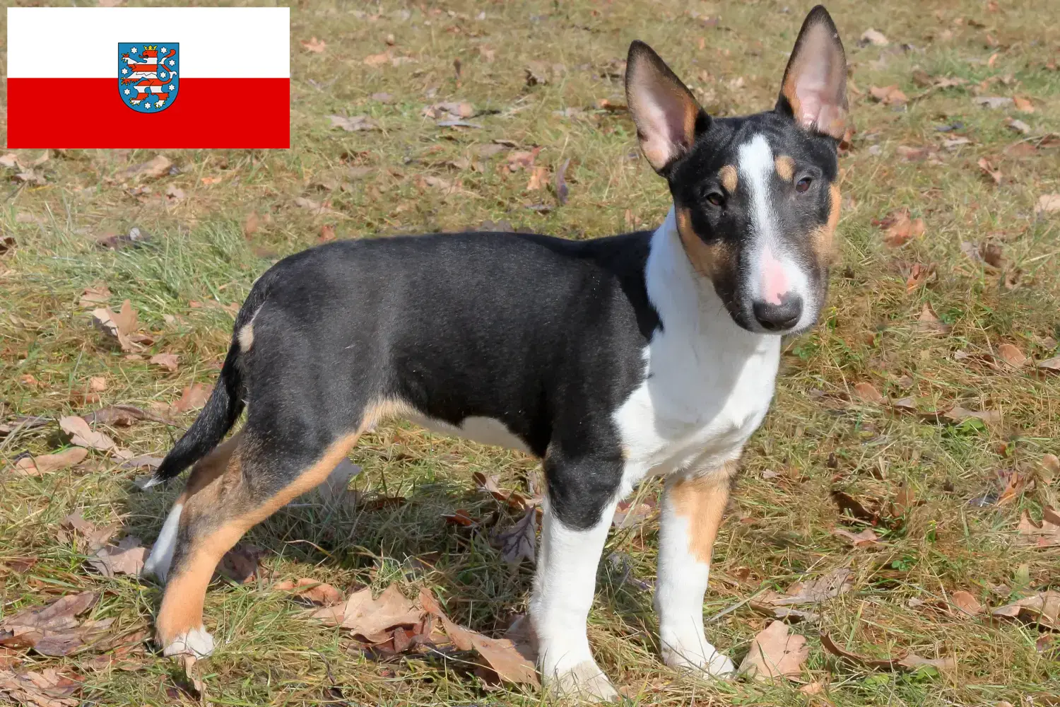 Miniature Bull Terrier hvalpe og opdrættere Thüringen Her kan du finde Miniature Bull Terrier-opdrættere i Thüringen.