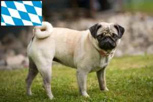 Read more about the article Mopsopdrættere og hvalpe i Bayern