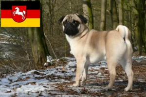 Read more about the article Mopsopdrættere og hvalpe i Niedersachsen