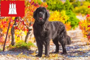 Read more about the article Newfoundland-opdrættere og hvalpe i Hamborg