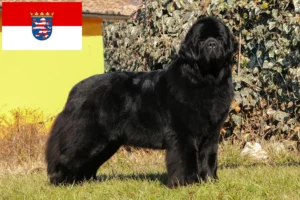 Read more about the article Newfoundland-opdrættere og hvalpe i Hessen