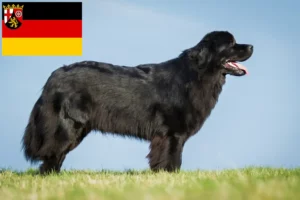 Read more about the article Newfoundland-opdrættere og hvalpe i Rheinland-Pfalz