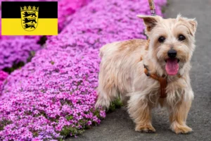 Read more about the article Norfolk Terrier opdrættere og hvalpe i Baden-Württemberg
